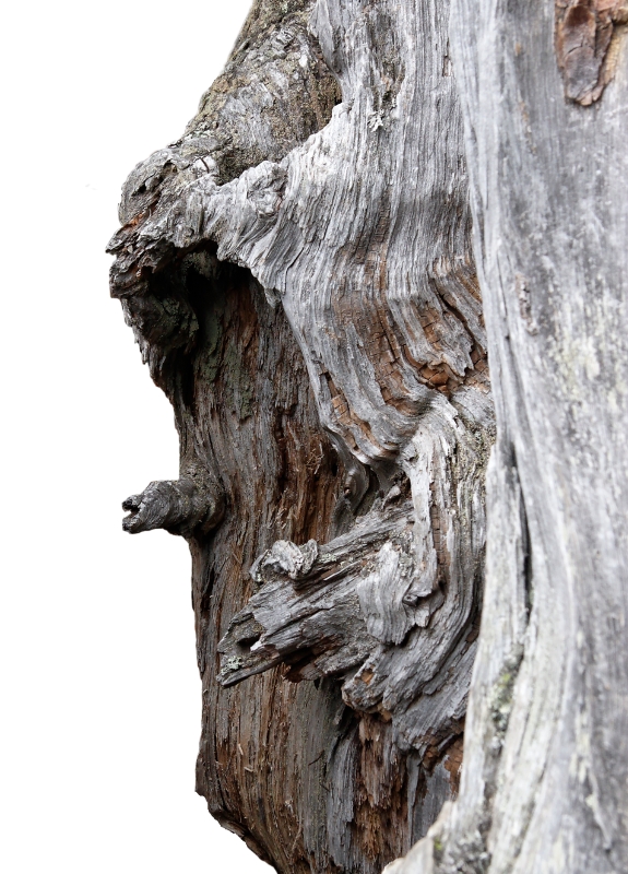 Gnarled trees, Aletsch Switzerland 5.jpg